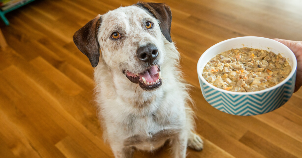 Picking the Best Pet Food For Your Dogs and Cats
