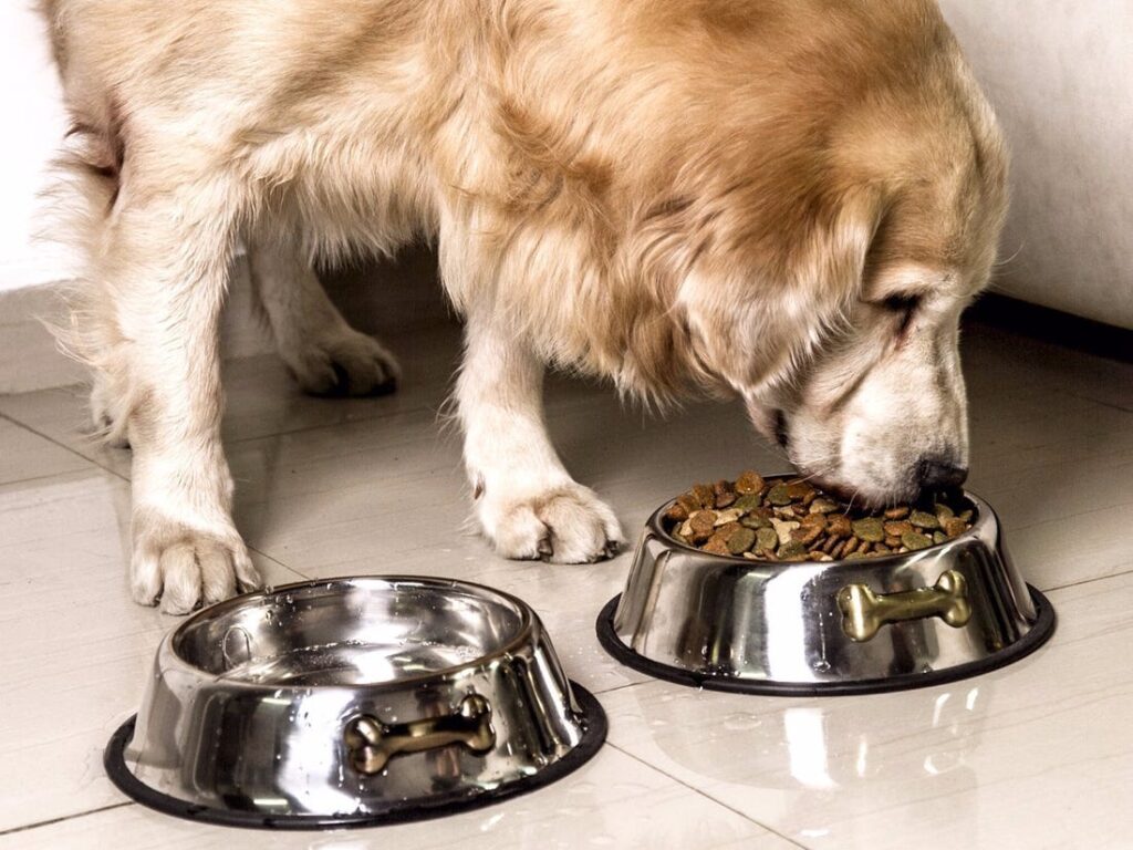 Should You Choose Stainless Steel Dog Dishes